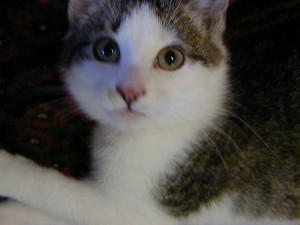 Lucy as a kitten before she got the smudged nose