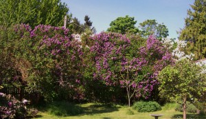The Magnificent Lilacs