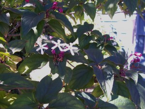Clerodendron