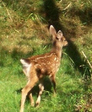 Fawn 1
