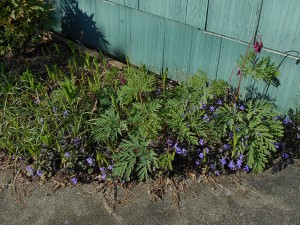 sweet violets in the spring