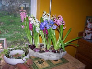 The bittersweet forced hyacinths, 