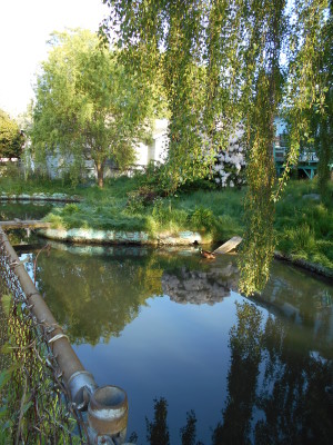 The Duck Pond