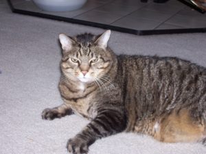 Winston, the Costco Cat