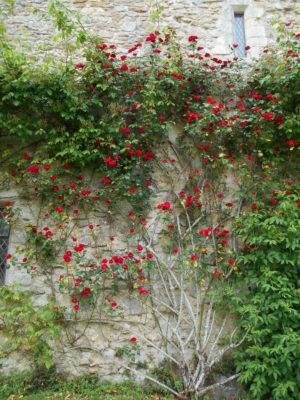 On the Abbey wall, Beaulieu