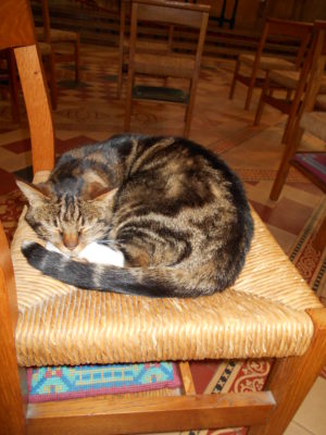 Louie, the Cathedral Cat