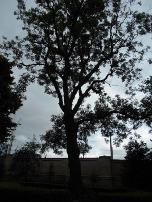 The Hardy Tree, St Pancras Old Church