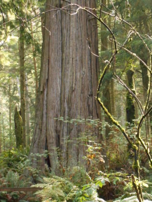 Ancient Cedar
