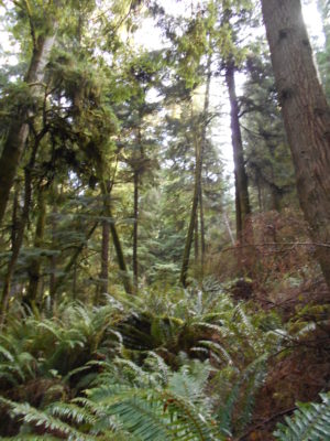 On the Fern Gully Trail
