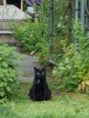 Suli patiently waiting for Bill to come home